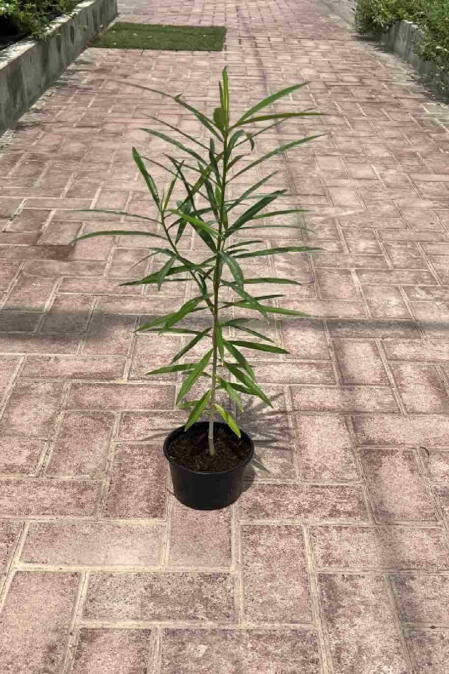 Yellow_Oleander_Mini