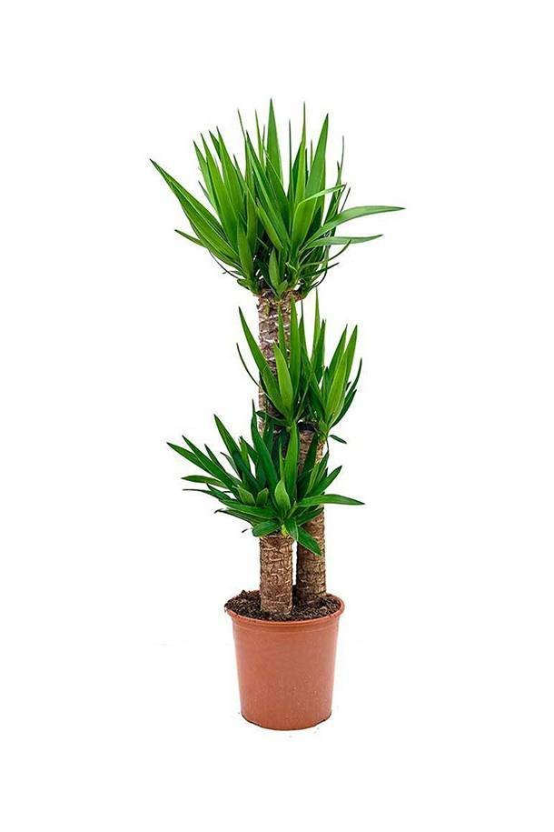 Yucca-Indoor-1.jpg