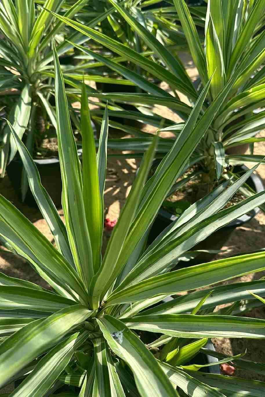 Yucca-Silver-Star-Online.jpg