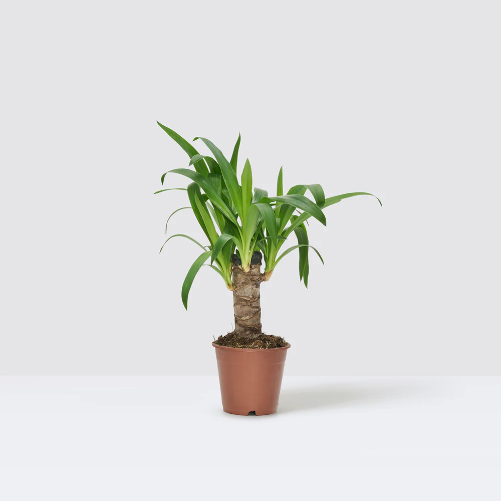 Yucca-Small-Indoor-grp.webp