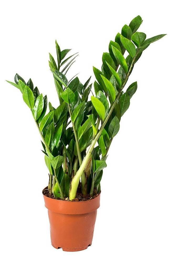 Zamioculcas-Zamiifolia-ZZ.jpg