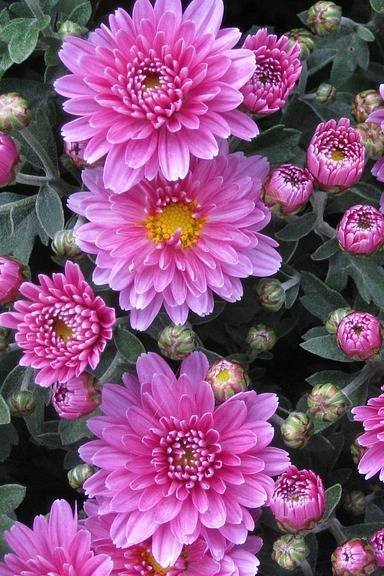 aster_chrysanthemum_seeds.jpg