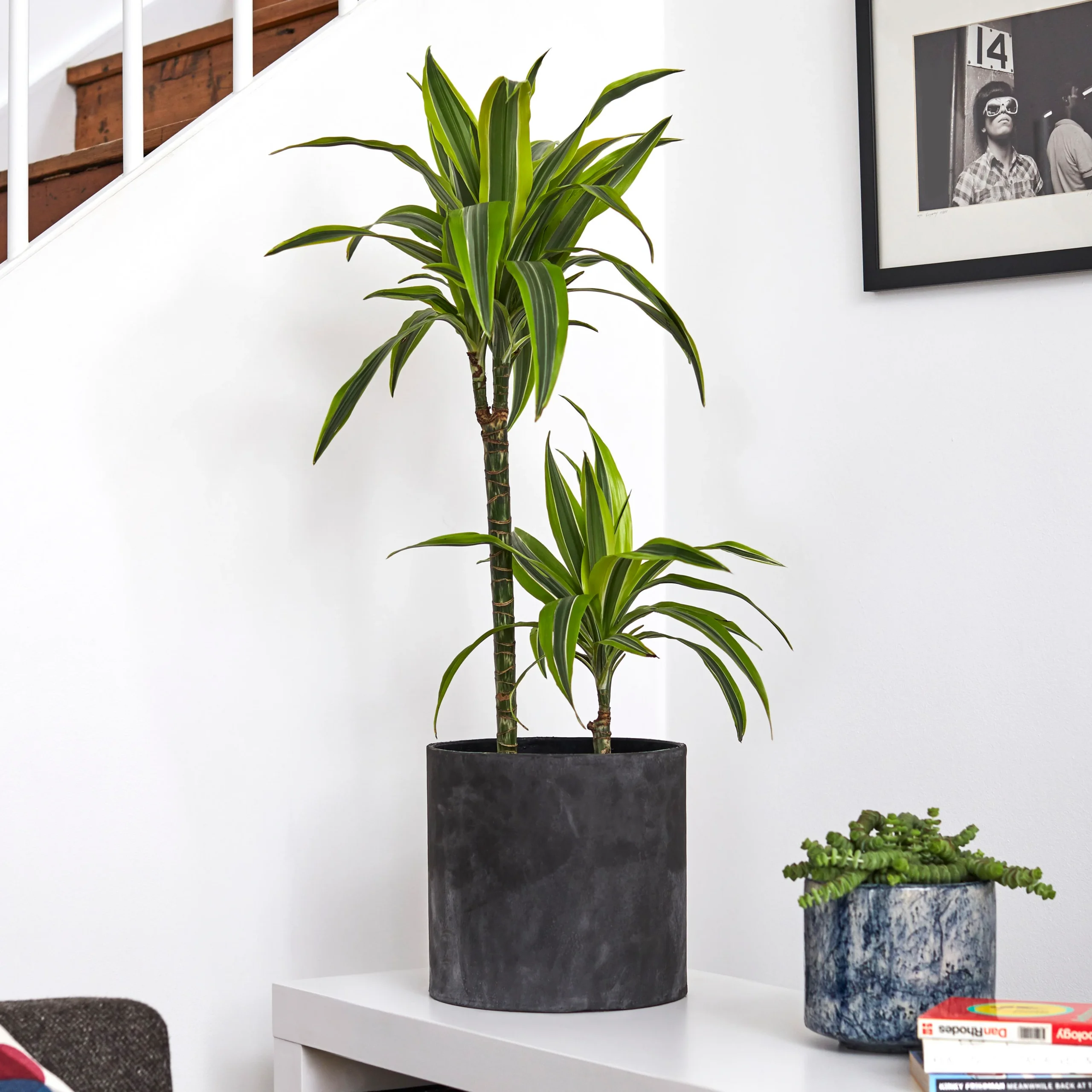 Dracaena-Lemon-Lime-indoor-scaled-1